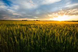 Солнце садится за пшеничное поле