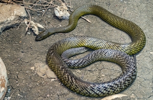 Внутренний тайпан - самая ядовитая змея в мире, лежит на земле 