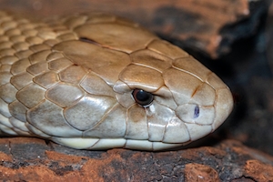 Змея Мулга или Королевская коричневая змея. Тяжелотелая австралийская элапидная змея, крупный план 