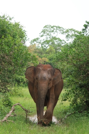 Слон в природном парке гуляет по тропинке между кустами 