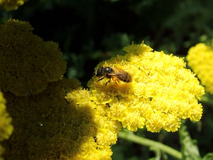 пчела на цветке мимозы 