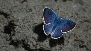 Голубая бабочка в грязи