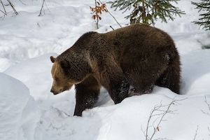 Медведь в снегу