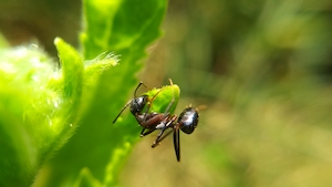муравей на зеленом растении 