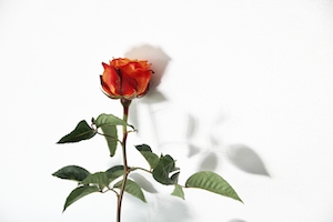 Цветок красной розы, крупный план 