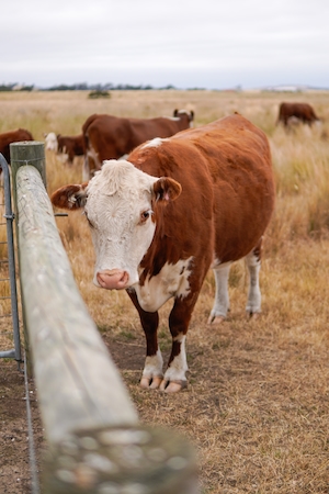 коричневые коровы на ферме 