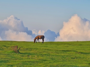 одинокий коричневый конь на зеленом поле 