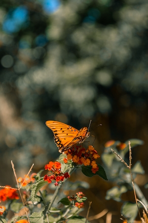 оранжевая бабочка на оранжевых цветах, крупный план
