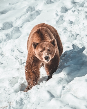 бурый медведь в дикой природе идет по снегу 
