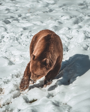 бурый медведь на снегу 