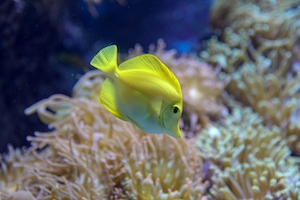 ярко-желтая рыбка, вид сбоку, крупный план