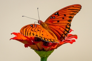 оранжевая бабочка сидит на циннии с открытыми крыльями.