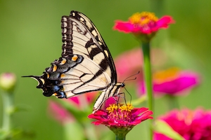 Бабочка с тигровым ласточкиным хвостом на циннии.