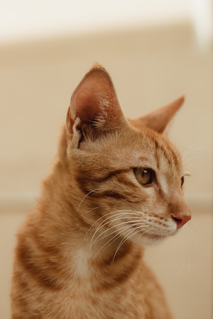 портрет рыжей кошки, крупный план 