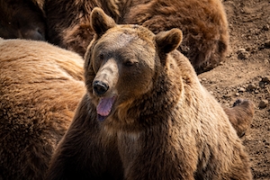 бурый медведь в дикой природе, крупный план 