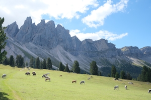коровы на поле на фоне гор 