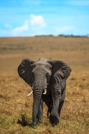 слоненок гуляет по полю, фото в полный рост 