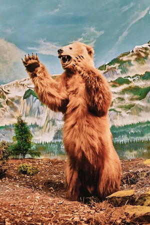 Диорама медведя из музея естественной истории в Мехико