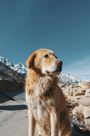 Старая собака, обитающая в Гималаях