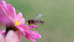 Парящая муха на розовом цветке