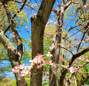 Цветущее розовое кизиловое дерево