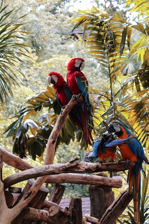 попугаи в дикой природе