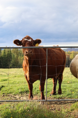 коричневая корова за забором 