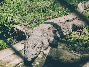 Болотный крокодил лежит на траве 
