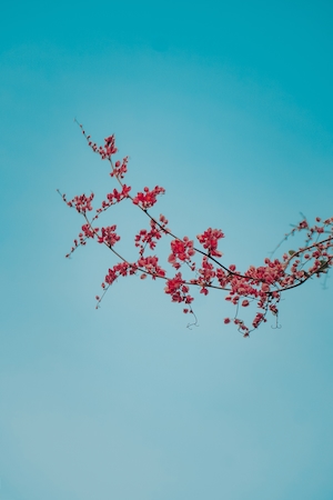 Цветы в небе. Цветущие ветки дерева сакура, крупный план 