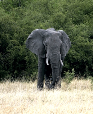 черный слон стоит на поле 