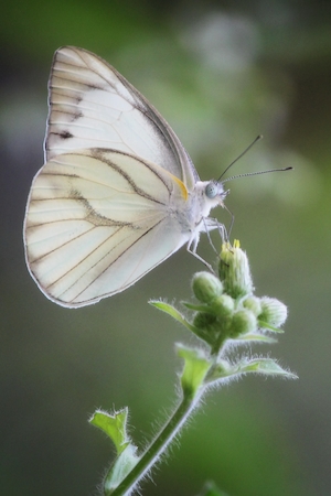 белая бабочка у бутона маленьких цветов, крупный план 