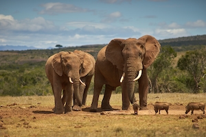 два слона стоят на фоне холмов 