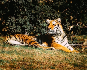 Молодой тигр отдыхает в разгар дня на траве 
