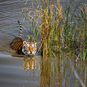 тигр плывет мимо зарослей 