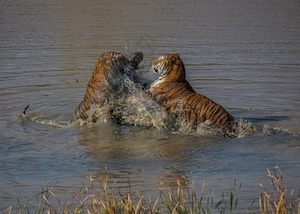 два тигра дерутся в воде 