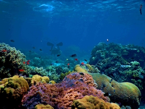 коралловый риф 