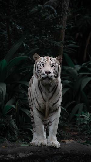 белый тигр 