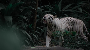 белый тигр идет по лесу 