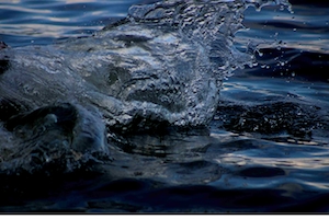 крокодил плывет по поверхности воды 