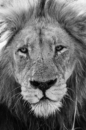 Лев смотрит в камеру, черно-белый кадр, крупный план