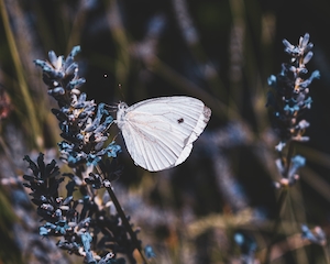 белая бабочка сидит на цветке 
