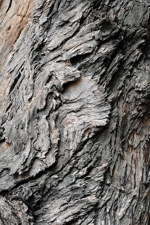 текстура коры дерева, крупный план 