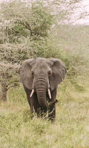 слон смотрит в кадр, фотография слона в полный рост 