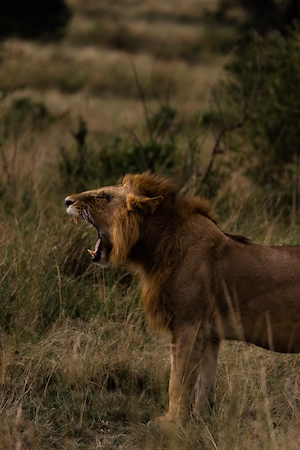Самец льва, зевающий во время восхода солнца в национальном парке Масаи Мара, Кения.
