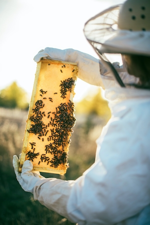 Пчеловод просвечивает медовые соты с пчелами 