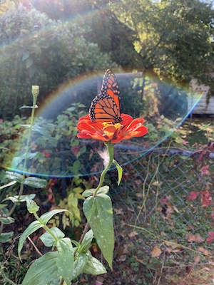Бабочка-монарх в саду 