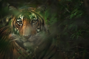 тигр среди зарослей, крупный план, смотрит в кадр 