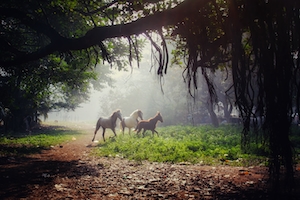 кони на прогулке в лесу