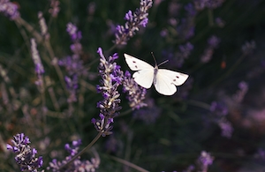 белый мотылек на цветке лаванды 