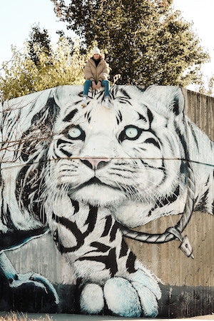 человек сидит надо граффити белого тигра на стене 